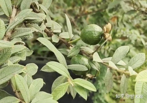 儿时的你吃过哪些野果？来看看以下70种野果你认识几种 - 知乎