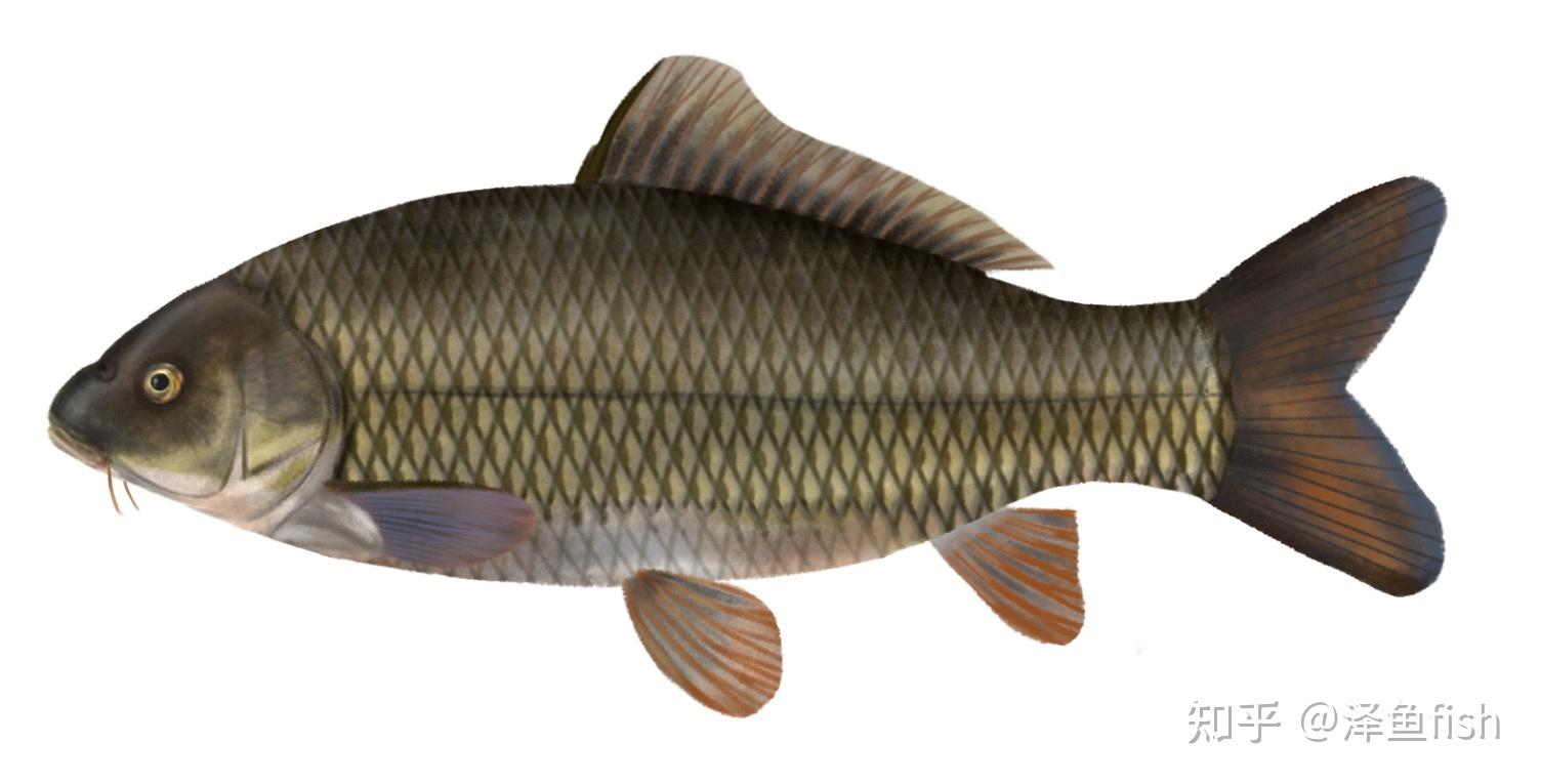 鲤鱼鲤群群是具有一种运算的集合,lie群则既是群又是微分流形,或者说