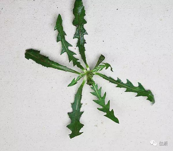 但是华北地区有不少野菜和荠菜长得颇像,最常见的是独行菜和蔊菜,很