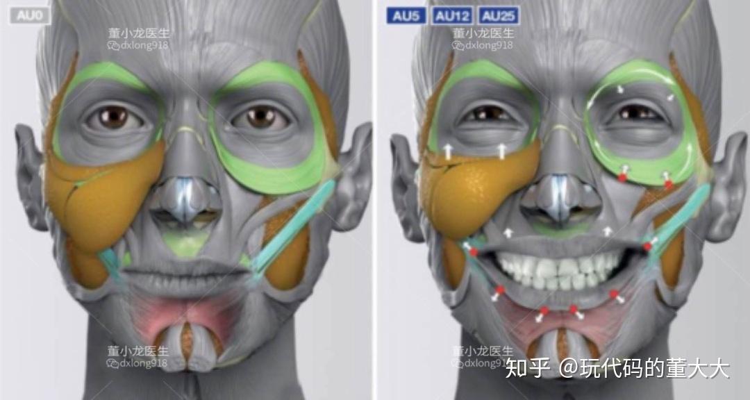 如表情中,大笑由笑肌,颧大肌,和提上唇肌,眼轮匝肌等肌肉模块收缩,能