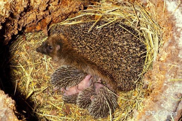 关于刺猬你所不知道的8个事实