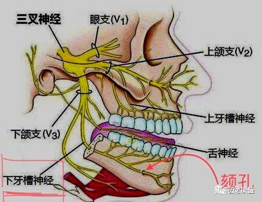 下牙槽神经支配区域广泛，受损伤后为什么只表现为下唇麻木 ?？ - 知乎