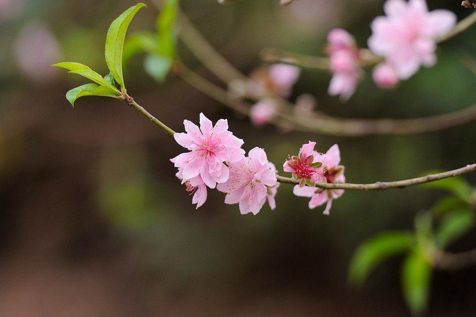 看圖認花今年別再搞錯桃花海棠櫻花梨花了