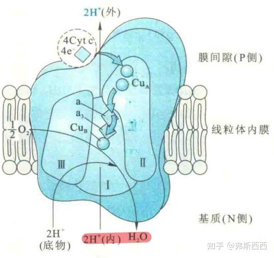 生物化学呼吸链的画图图片