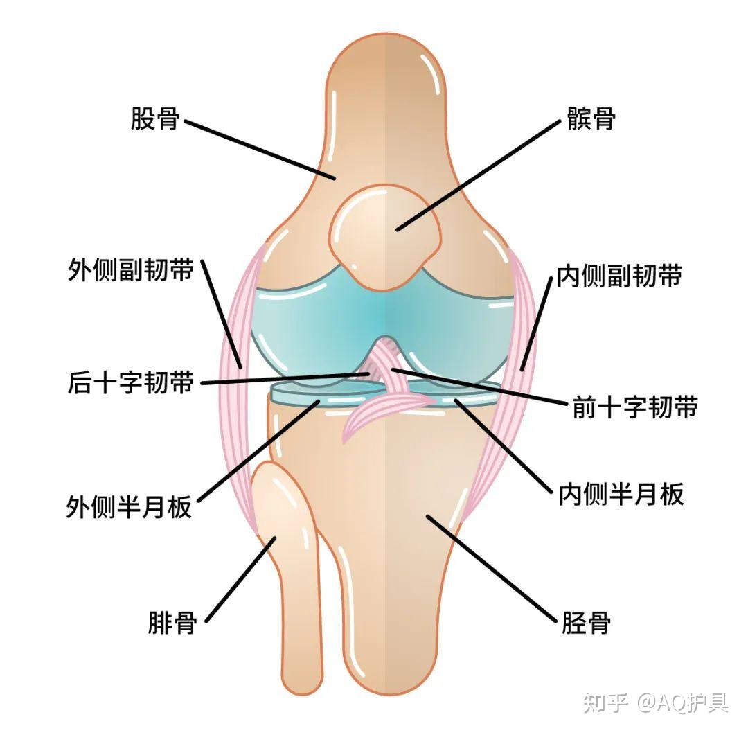 内侧副韧带损伤表现图片