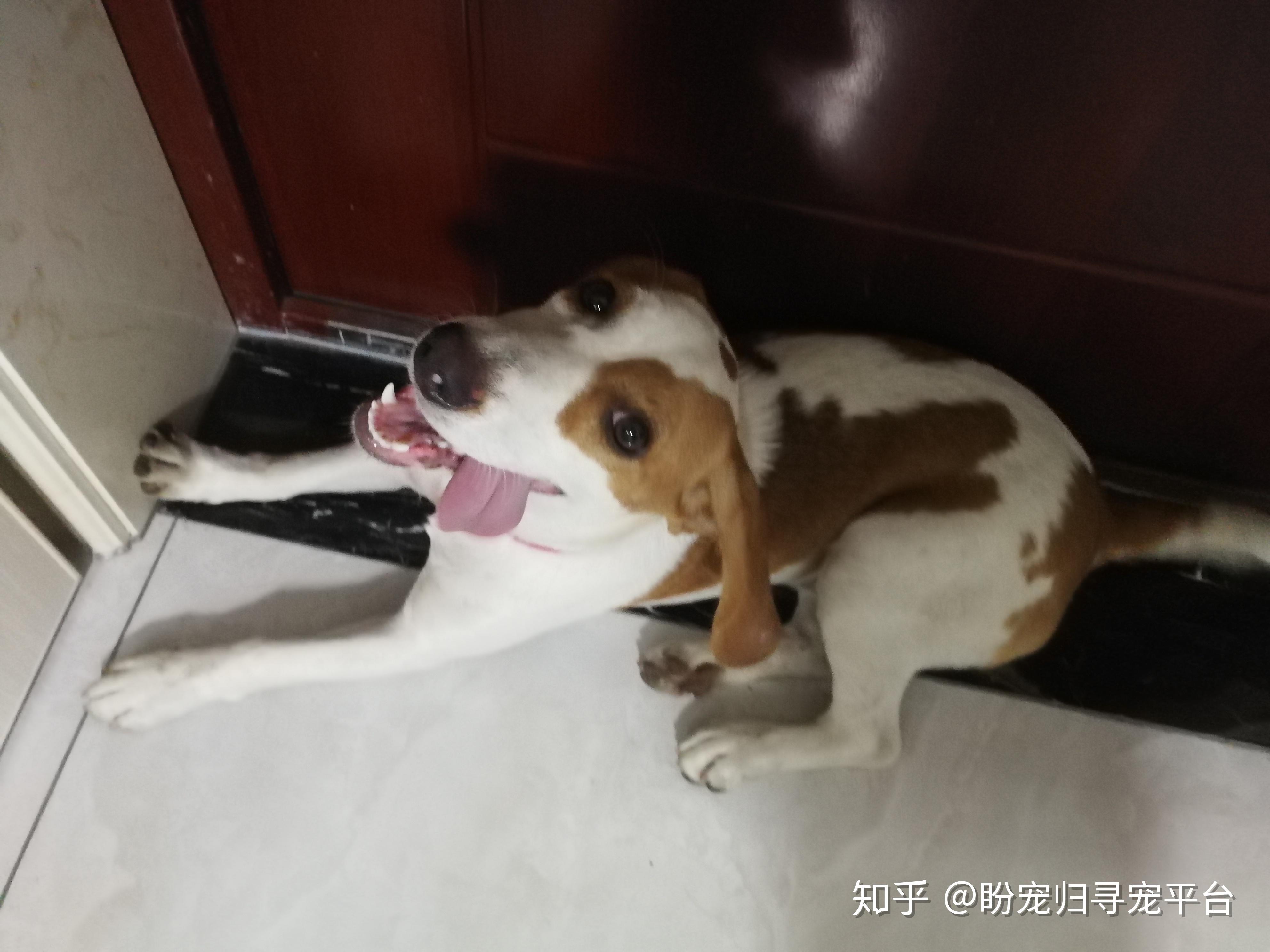 一歲黃白色比格犬,短毛大耳朵,性格調皮親人,破壞力較強且掉毛,自它