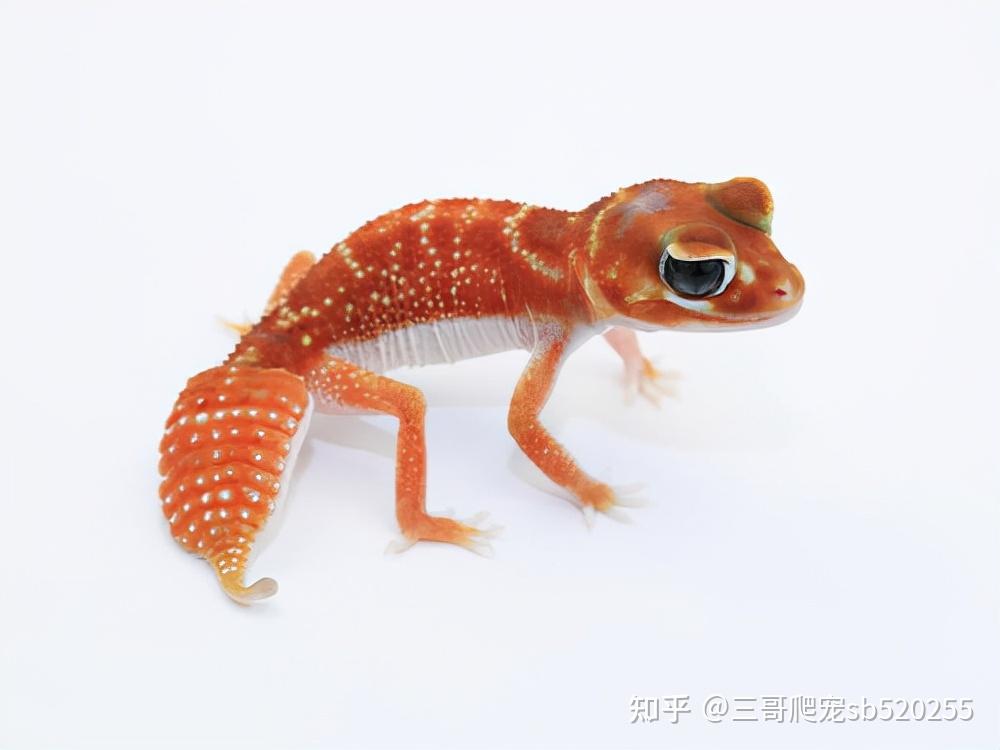 这些年开始流行的“另类宠物”守宫 - 知乎