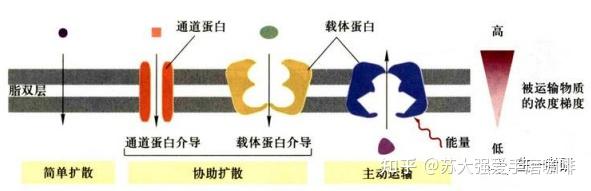 细胞生物学思维导图-跨膜运输 - 知乎