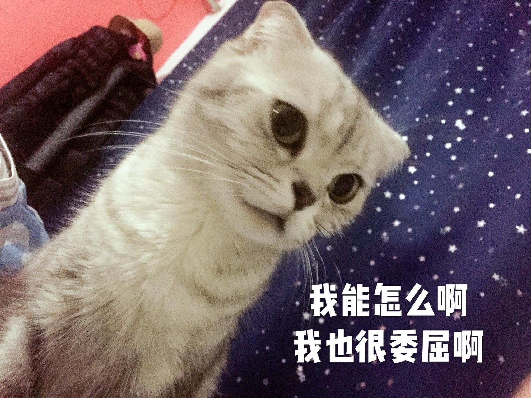 猫知道自己长得好看吗?