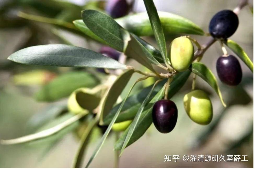 【成分大揭秘】舒缓修护天花板油橄榄叶提取物 - 知乎