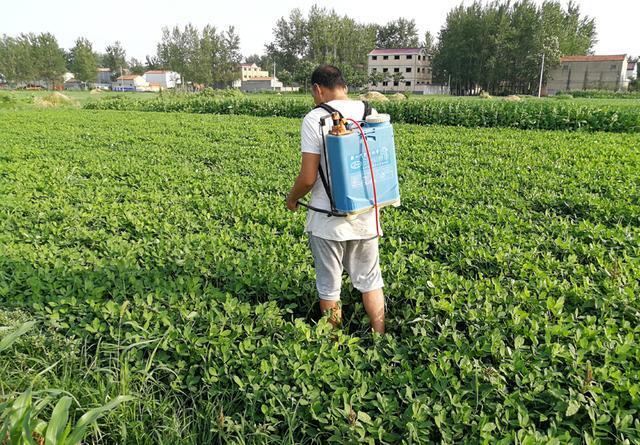 种植花生后期旺长为何不建议打控旺药3点影响现在知道还不晚