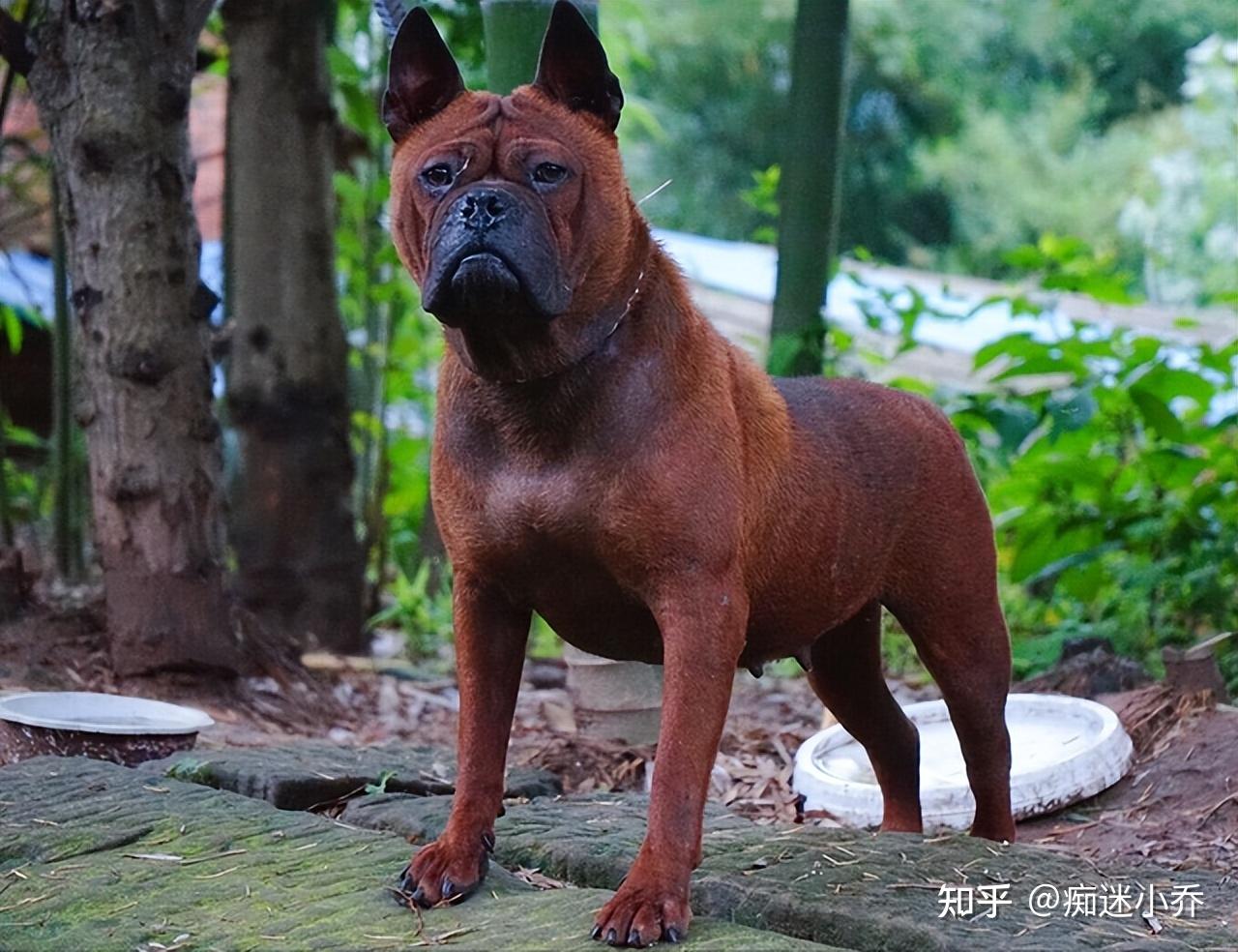 猎犬之王——“川东猎犬”,国人骄傲,是金子总会发光的! - 知乎