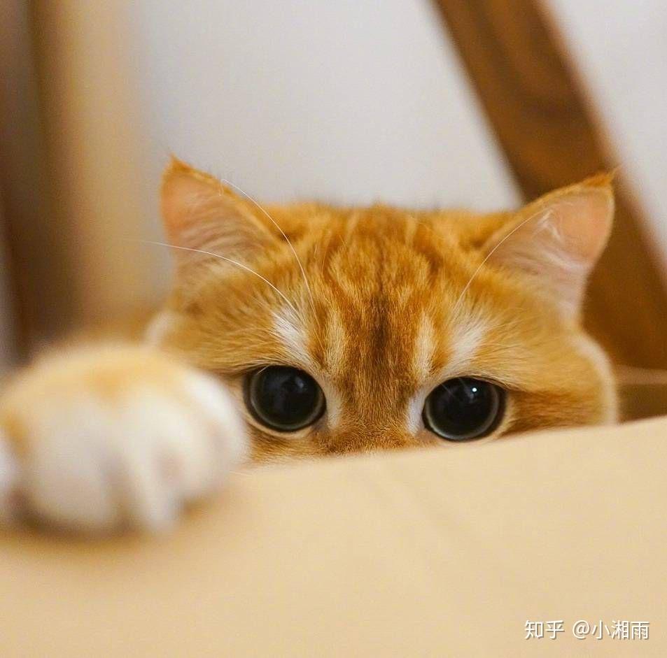 你收藏了哪些可爱的宠物图片