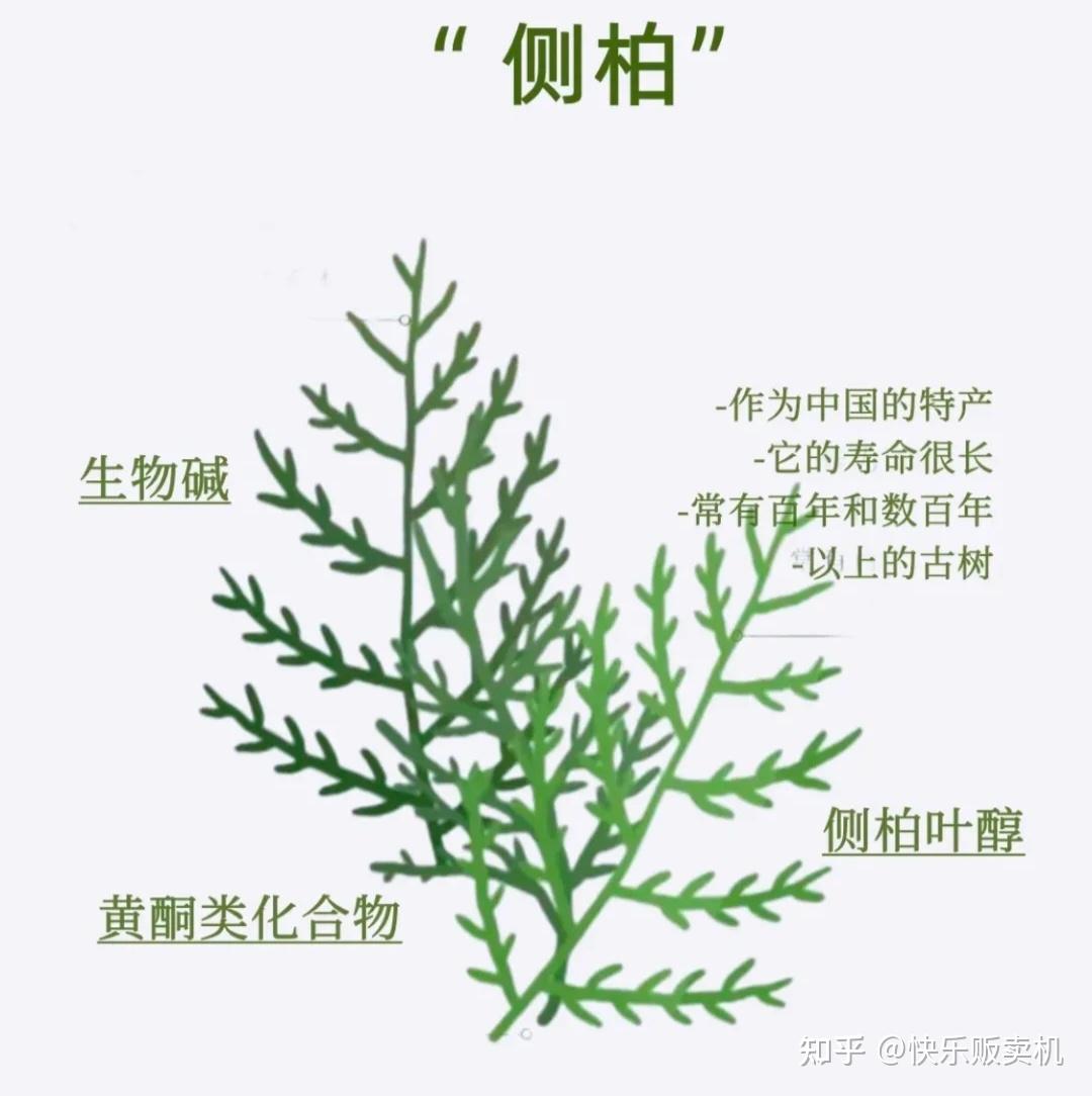为什么含有侧柏叶的防脱洗发水那么多人推荐？经常掉头发的用它真的能防脱吗？ - 知乎