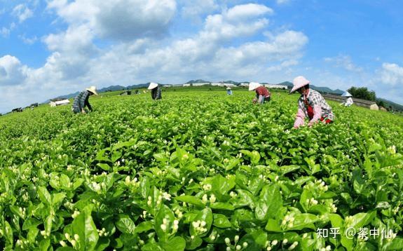 二,茉莉花茶的產地