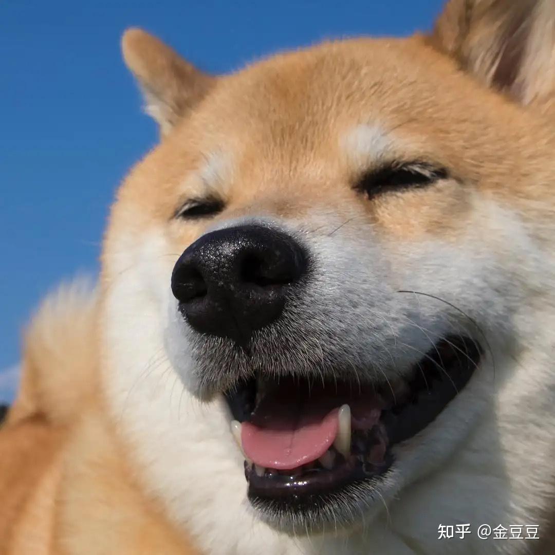 柴犬别名是小八嘎么 - 知乎