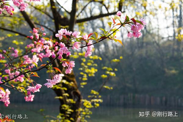武大樱花迟迟等不到 那么去贵州万亩樱花园等着你 知乎