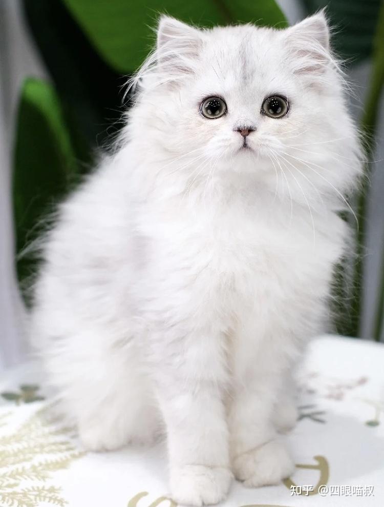 金吉拉猫咪多少钱? - 知乎