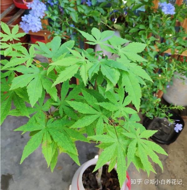 枫树哪种最名贵 日本红枫那个品种最红 哪种枫树叶子最红