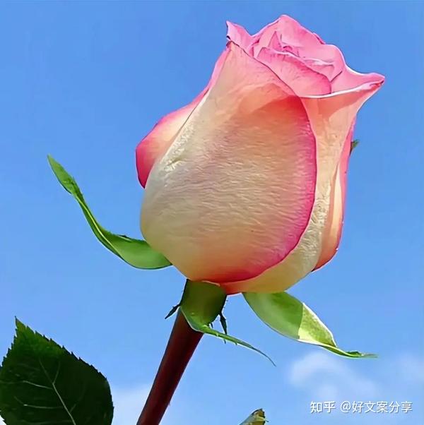 抖音热门温暖文案大全(抖音15句最温暖美好的文案，洒脱阳光，值得品读)