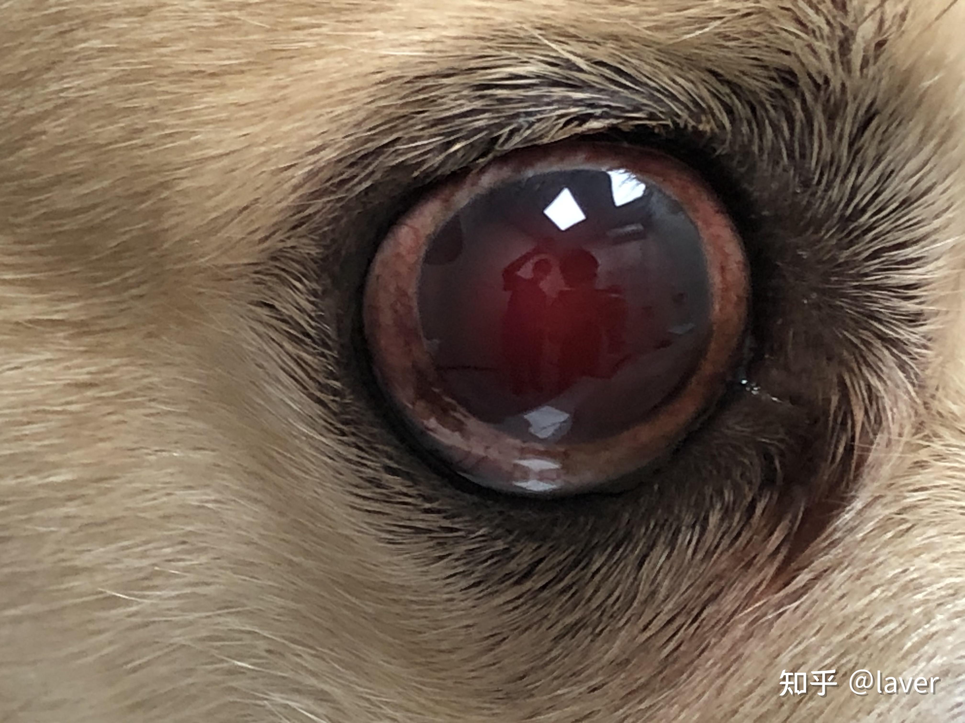 犬白内障未及时手术引起视网膜脱落全葡萄炎症前房出血