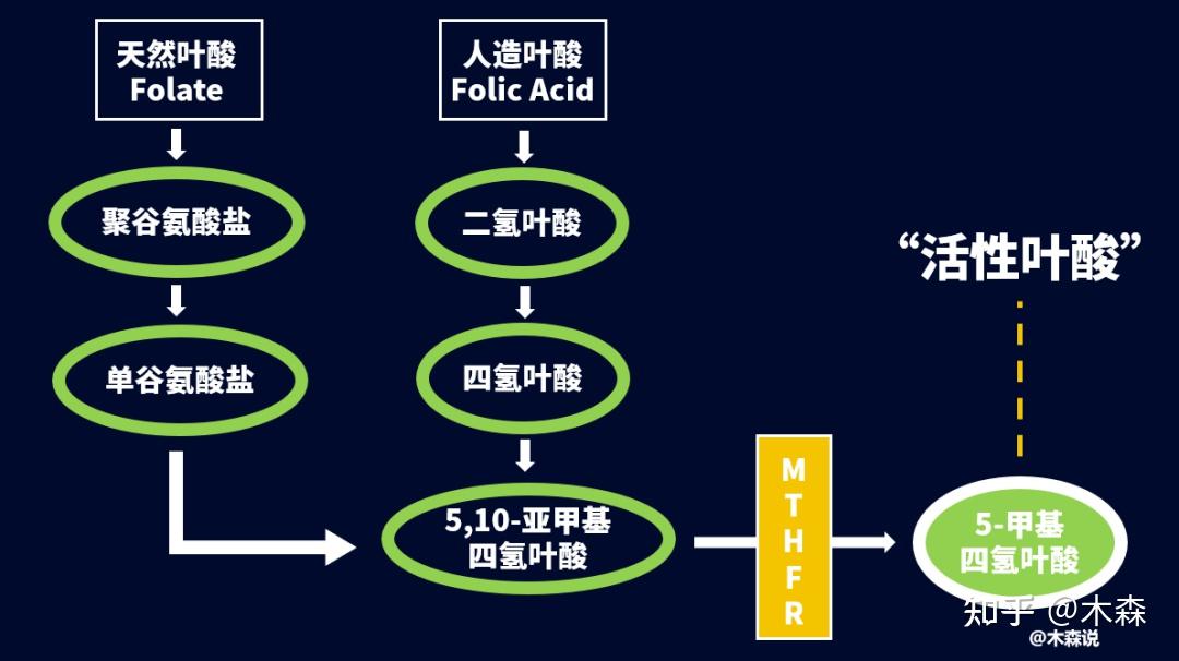 1.mthfr与叶酸代谢