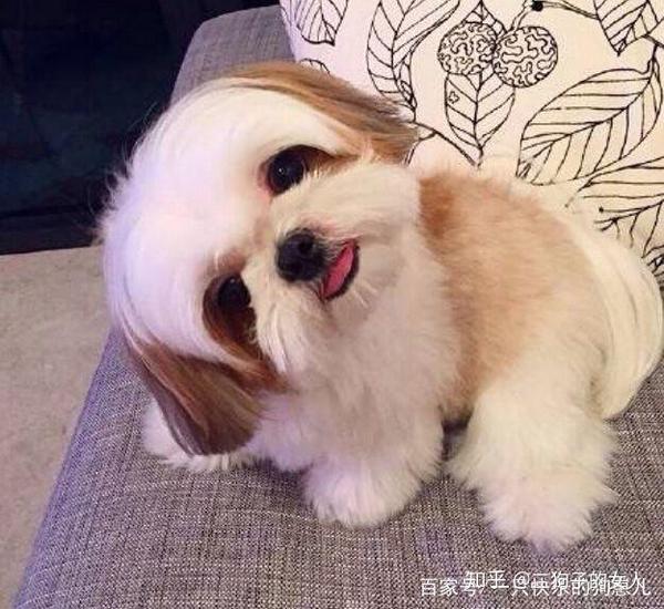 9种最适合有小孩家庭适合养的狗狗 适合小朋友养的狗 人社网