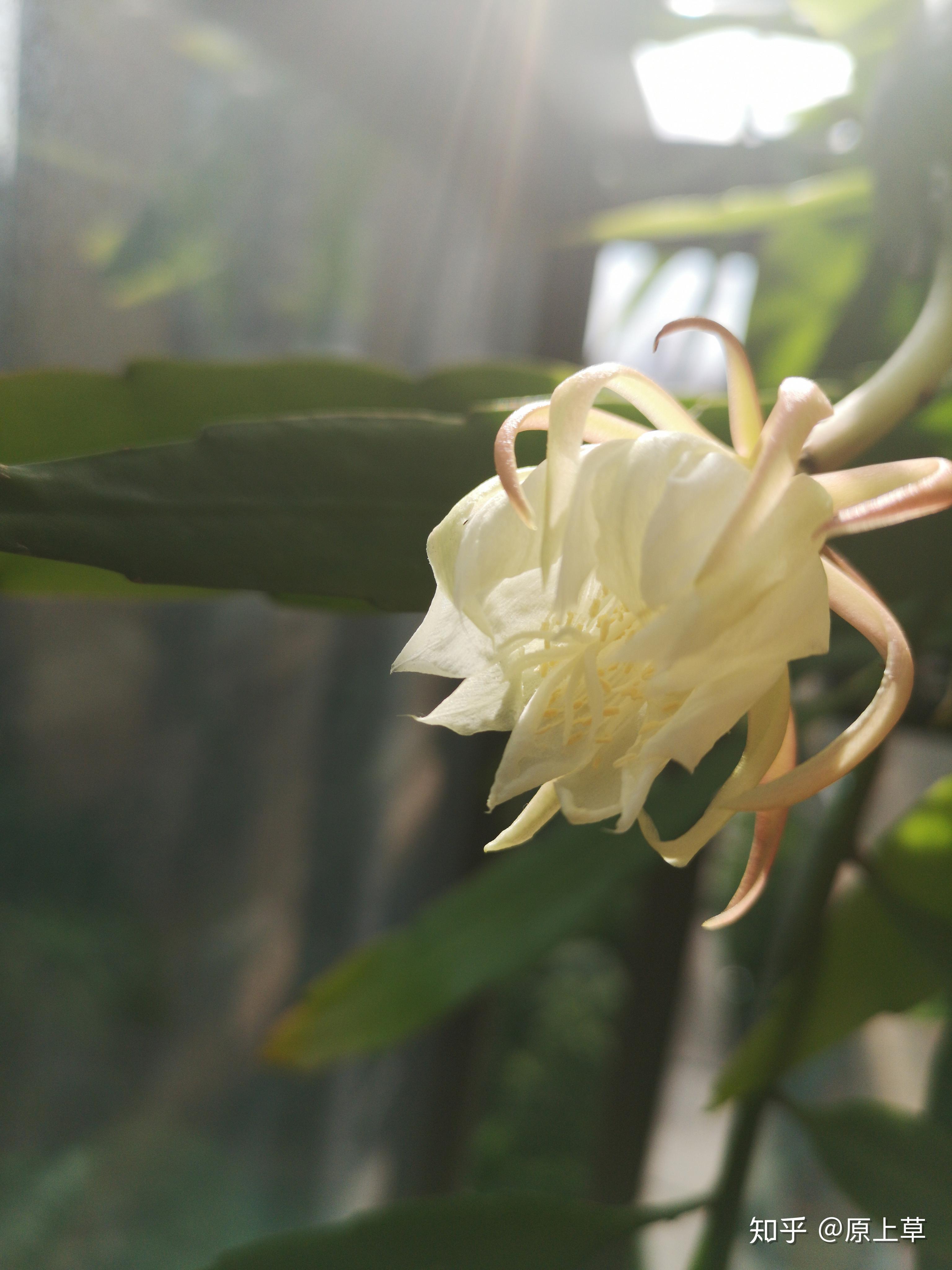 我家昙花开花了