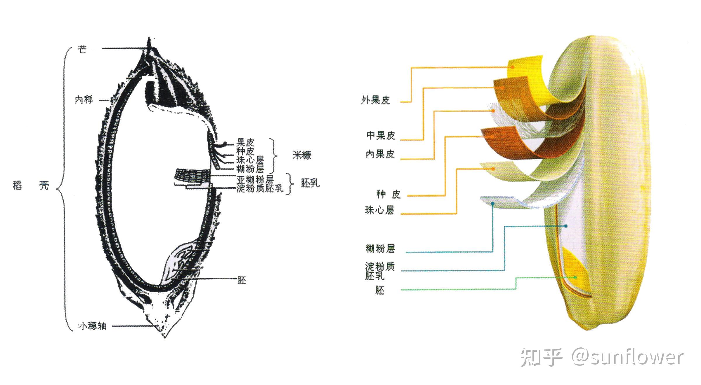 稻-米-饭 - 知乎