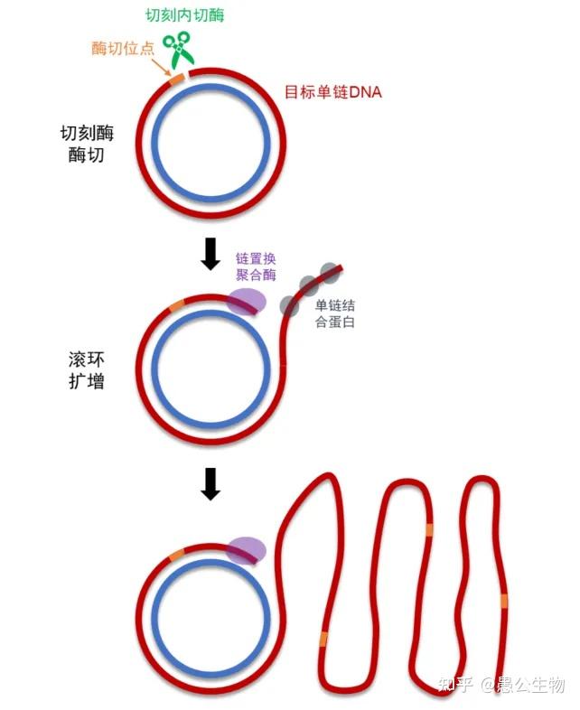 单链DNA生产的“精准剪刀”——切刻内切酶 - 知乎