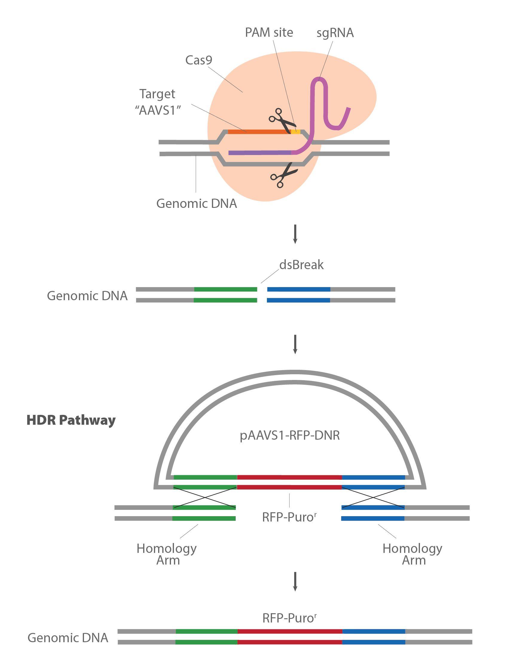 Crispr Cas9应用——基因敲除与敲入系统 知乎