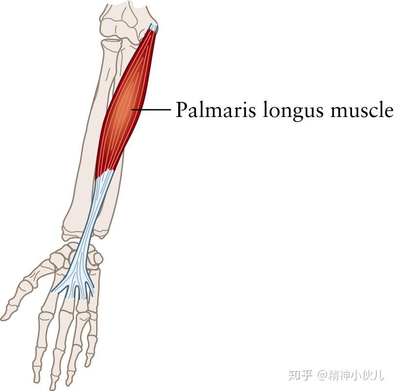 筋膜肌止端:掌腱膜主要功能:屈腕训练动作:屈腕练习关于其他部位肌群