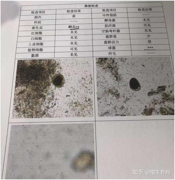 顯微鏡下的世界如何看懂貓咪便便檢查報告