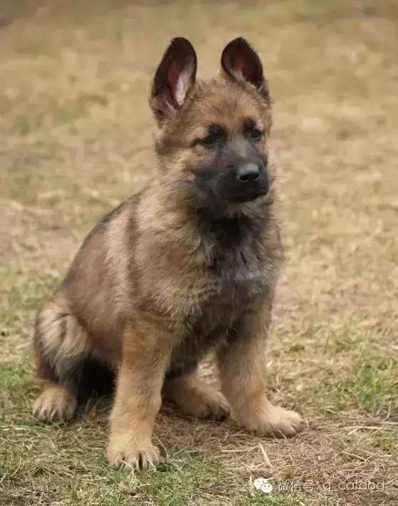 金毛  泰迪  拉布拉多  土狗阿拉斯加  柯基  柴犬  萨摩耶