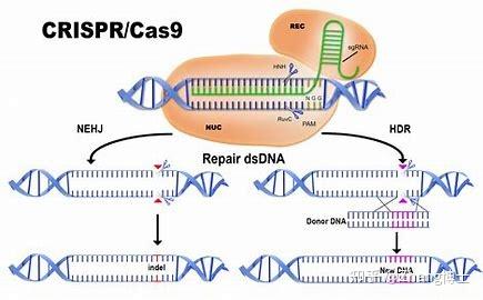 CRISPR/Cas9及其衍生技术 - 知乎