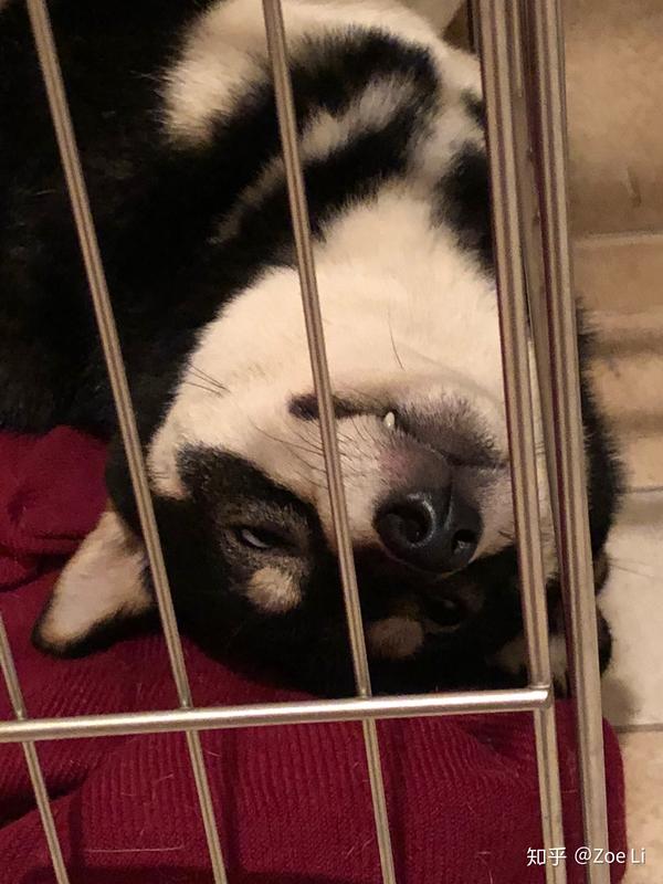 睡姿之 睡到翻白眼