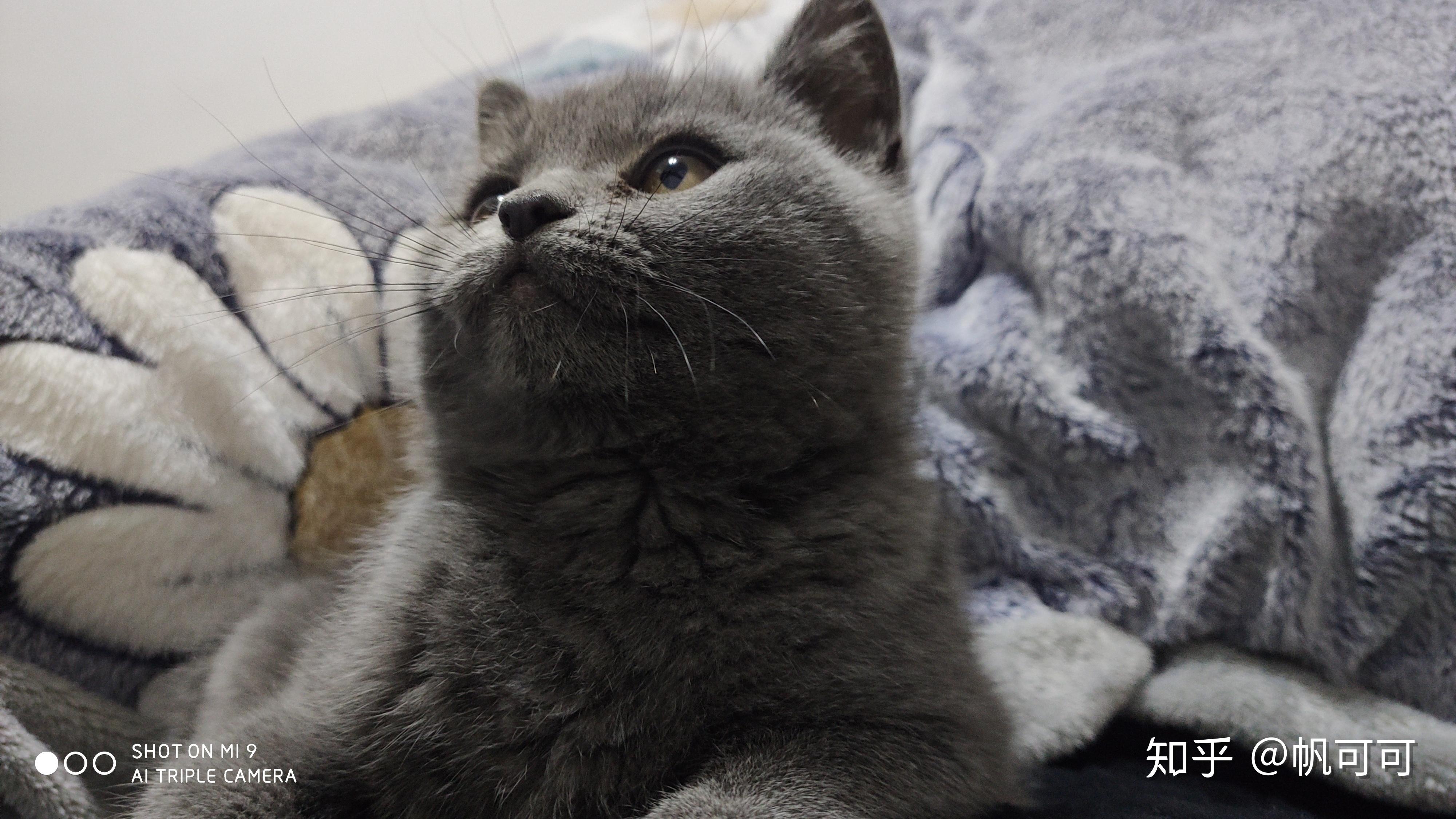 猫咪的侧脸有多可爱?