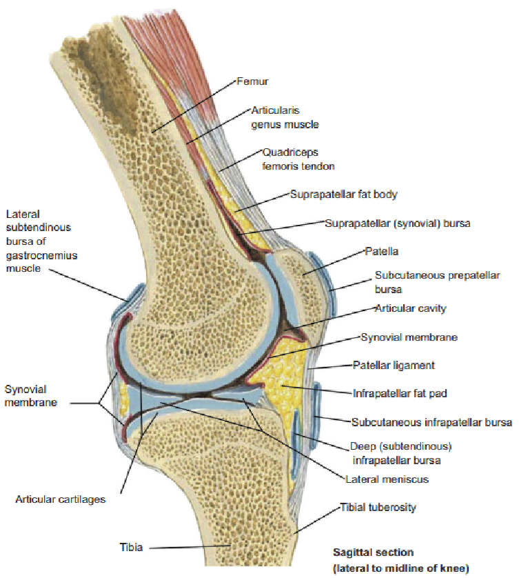 【病理专题】骨,关节组织学ra动物模型病理检测