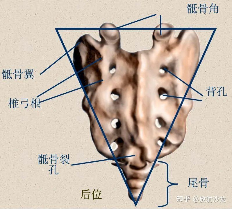 胸椎的骨性标志图片