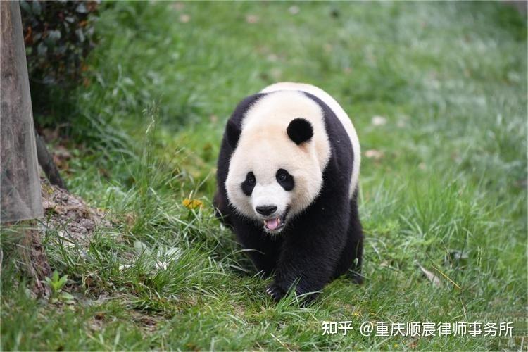 韩国市长请求中方赠送大熊猫,国宝大熊猫要"移民"韩国?