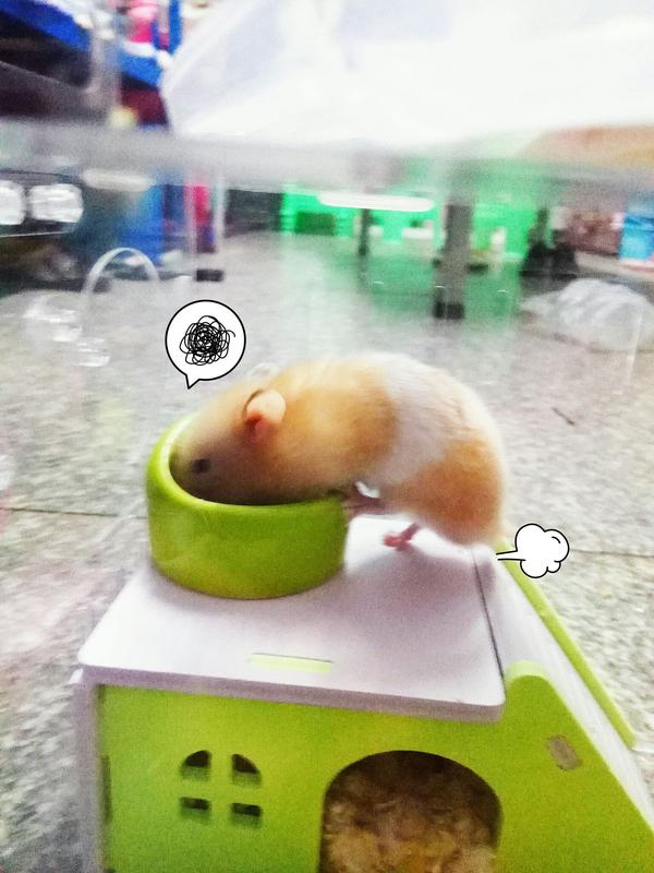 多天的花枝鼠吃什么 Ashess 的回答 知乎