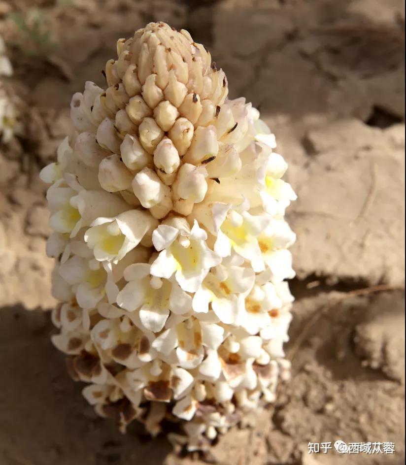 新疆管花肉苁蓉的功效与作用 - 知乎