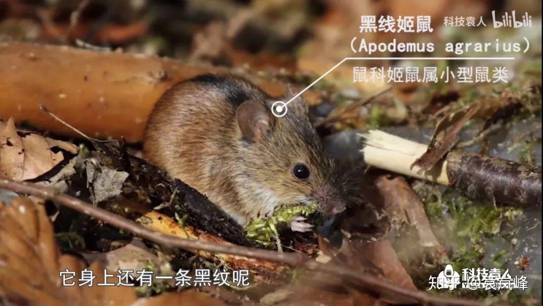 鼩鼱黑猫警长让我风评被害躺倒大自然第10期