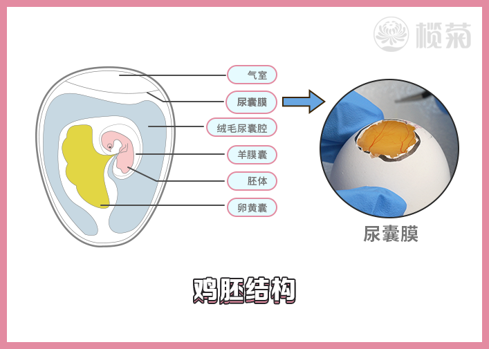 洗洁精“不伤手”?用鸡胚实验进行大揭秘! - 知乎