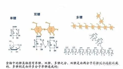 而医学中所说的糖指的是碳水化合物,它包括单糖,双糖和多糖