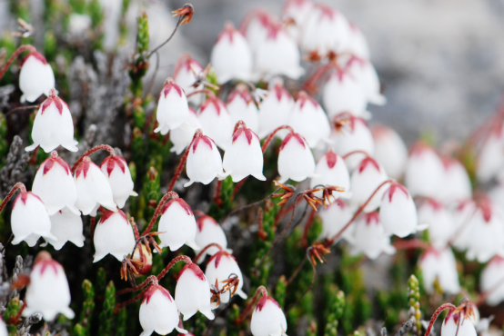寒冷冬季 植物也有自己的过冬绝招 知乎