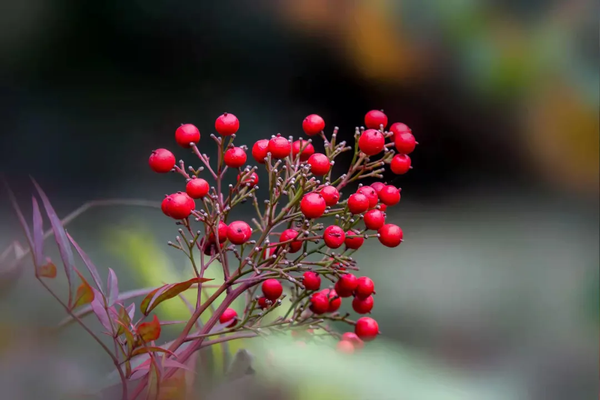 南天竹 一直心心念念想尝尝的红果子 居然有毒 花名册no 知乎