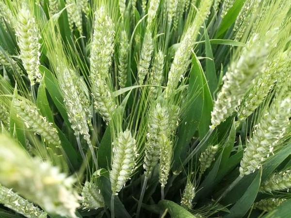 小麦扬花期到底能不能打药 能不能浇水 看看专家怎么说 知乎