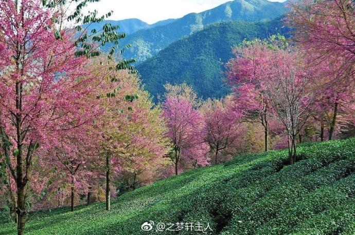 密麻麻,形成规模,十分壮观,尤其是以苍翠的大山为背景,衬以碧绿的茶田