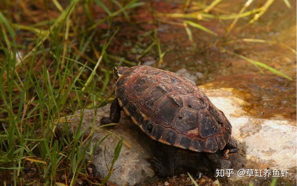 我养过最好养的龟之一日本石龟其实是水龟还是特别能游泳的观赏龟